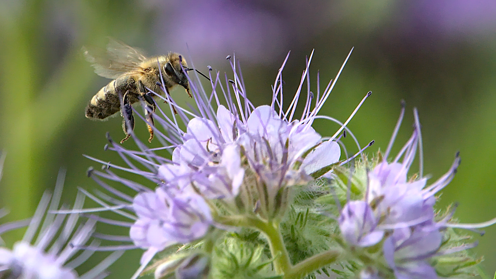 Honigbiene am Bienenfreund